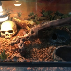 Image pour l'annonce Gecko léopard + terrarium