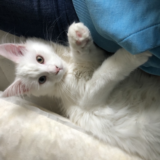 Image pour l'annonce Vend chaton femelle maincon