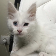 Image pour l'annonce Vend chaton femelle maincon
