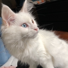 Image pour l'annonce Vend chaton femelle maincon