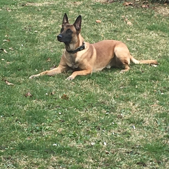 Image pour l'annonce Malinois à donner dresser