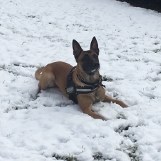 Image pour l'annonce Malinois à donner dresser