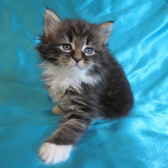 Image pour l'annonce Chatons Maine coon femelles