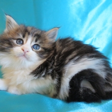 Image pour l'annonce Chatons Maine coon femelles