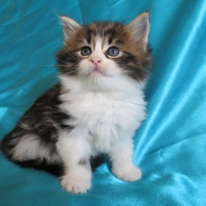 Image pour l'annonce Chatons Maine coon femelles