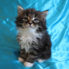 Image pour l'annonce Chatons Maine coon femelles