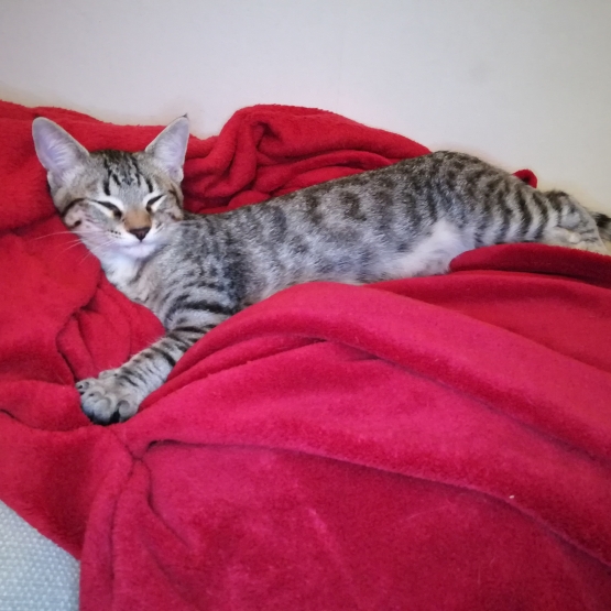 Image pour l'annonce 2 chatons fusionnels à adopter