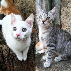 Image pour l'annonce 2 chatons fusionnels à adopter