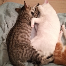 Image pour l'annonce 2 chatons fusionnels à adopter