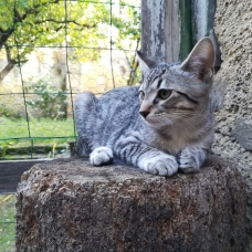Image pour l'annonce 2 chatons fusionnels à adopter