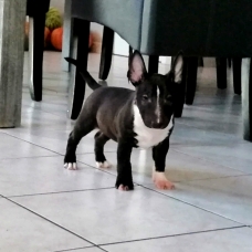Image pour l'annonce Super mini bull LOF