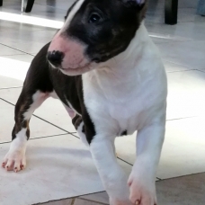 Image pour l'annonce Super mini bull LOF