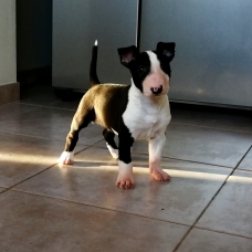 Image pour l'annonce Super mini bull LOF