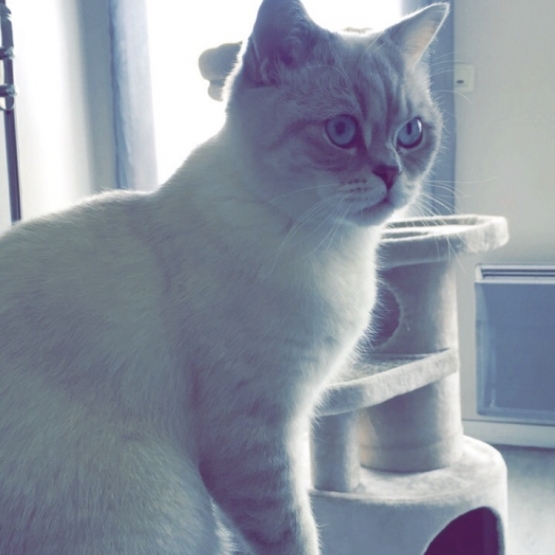 Image pour l'annonce Magnifique chat British Shorthair aux yeux bleus!