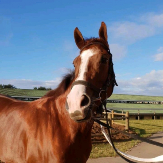 Image pour l'annonce Cheval de loisir