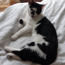 Image pour l'annonce Taki beau chaton câlin sociable propre ok autres chats à adopter