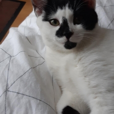Image pour l'annonce Taki beau chaton câlin sociable propre ok autres chats à adopter