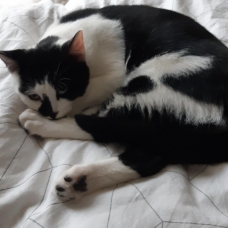 Image pour l'annonce Taki beau chaton câlin sociable propre ok autres chats à adopter