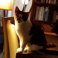 Image pour l'annonce Taki beau chaton câlin sociable propre ok autres chats à adopter