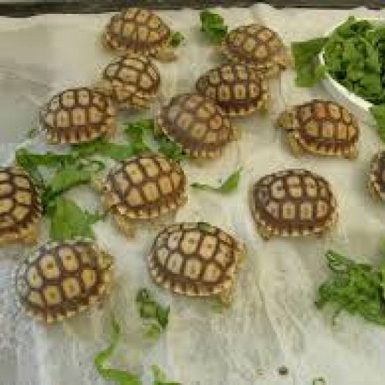 Image pour l'annonce Donne Bb tortue sulcata
