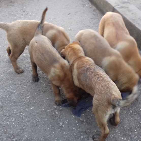 Image pour l'annonce vend chiots berger belge