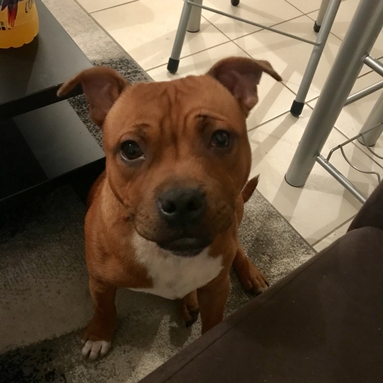Image pour l'annonce vend staffie fauve