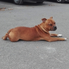 Image pour l'annonce vend staffie fauve