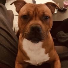 Image pour l'annonce vend staffie fauve
