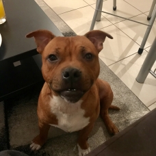 Image pour l'annonce vend staffie fauve