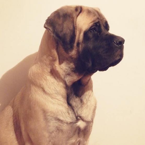 Image pour l'annonce Vends jeune femelle mastiff anglais LOF