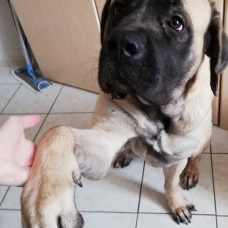 Image pour l'annonce Vends jeune femelle mastiff anglais LOF
