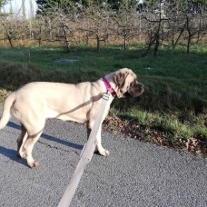 Image pour l'annonce Vends jeune femelle mastiff anglais LOF