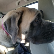 Image pour l'annonce Vends jeune femelle mastiff anglais LOF