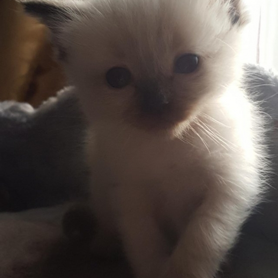 Image pour l'annonce Chatons ragdolls à réserver bonne lignee