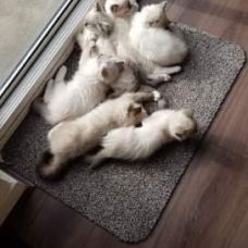 Image pour l'annonce Chatons ragdolls à réserver bonne lignee