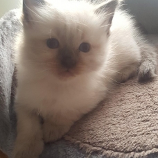 Image pour l'annonce Chatons ragdolls à réserver bonne lignee