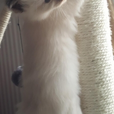 Image pour l'annonce Chatons ragdolls à réserver bonne lignee