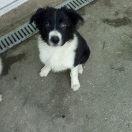 Image pour l'annonce Vends Chiots Border Collie