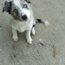 Image pour l'annonce Vends Chiots Border Collie