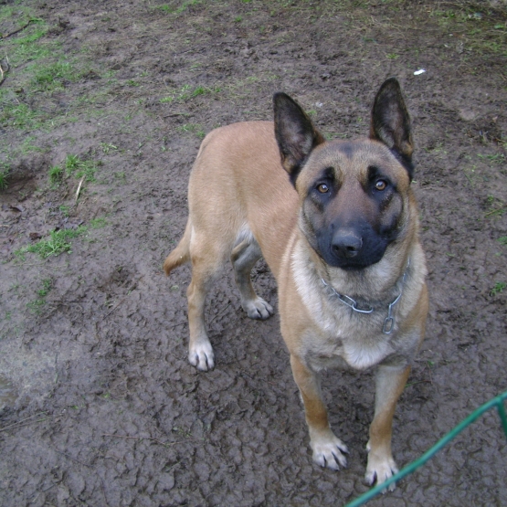 Image pour l'annonce A vendre une femelle berger malinois