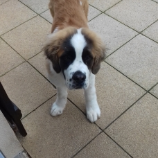 Image pour l'annonce St Bernard