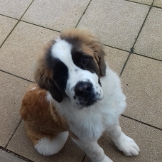 Image pour l'annonce St Bernard
