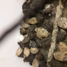 Image pour l'annonce Oeufs de cailles fécondés (reproducteurs + 400 gr )