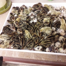 Image pour l'annonce Oeufs de cailles fécondés (reproducteurs + 400 gr )