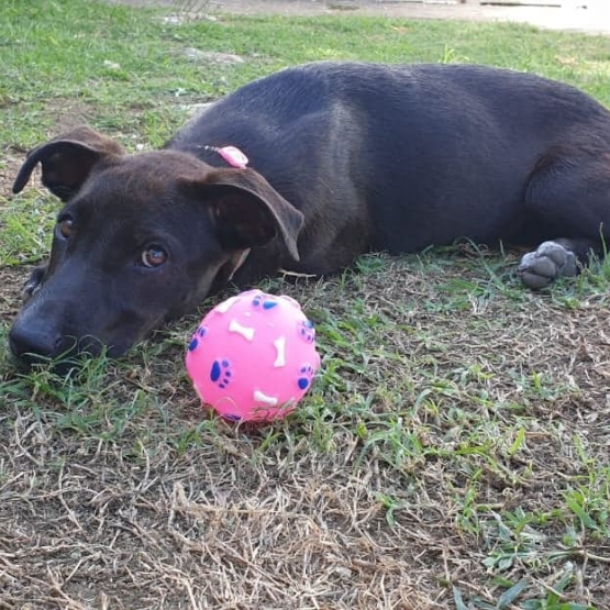 Image pour l'annonce OMALIA, chiot femelle à adopter