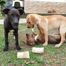 Image pour l'annonce OMALIA, chiot femelle à adopter