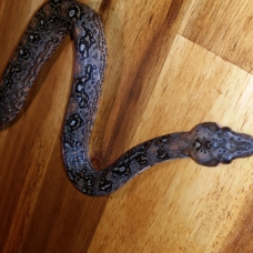 Image pour l'annonce Boa constrictor