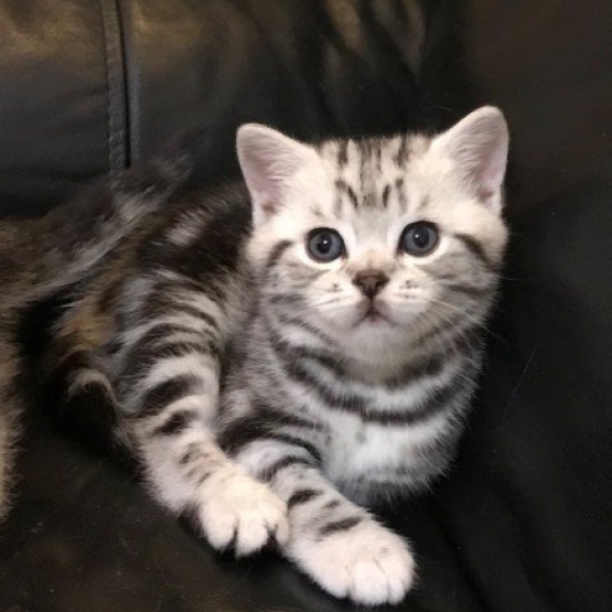 Image pour l'annonce Deux adorable chatons