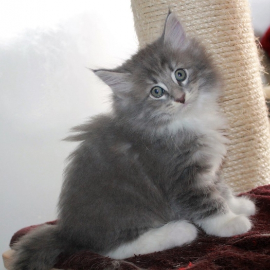Image pour l'annonce 5 chatons norvégiens à réserver