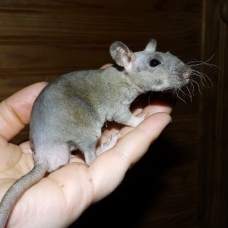 Image pour l'annonce A adopter bébés rats ratons mâles rex / double-rex